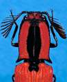 Abiphis viettei